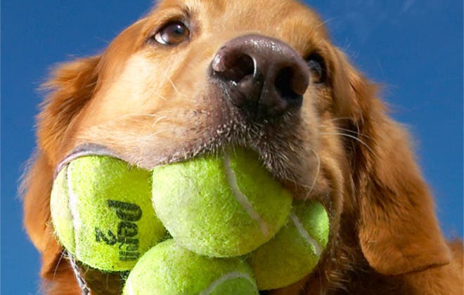 Most tennis balls held in the mouth - dog