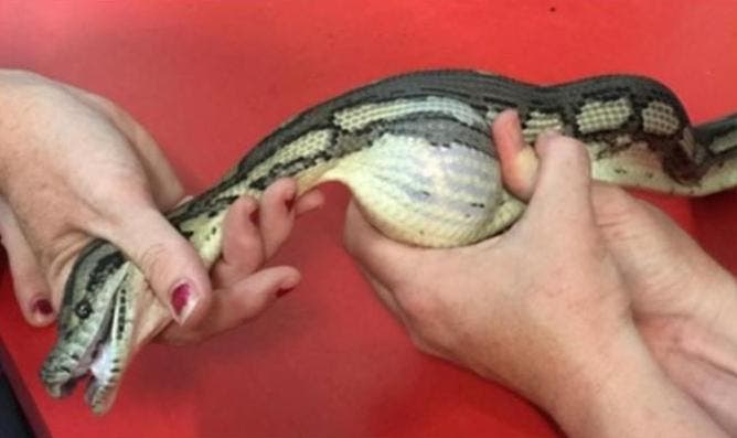 [Vídeo] Veterinária salva cobra que engole bola de ténis