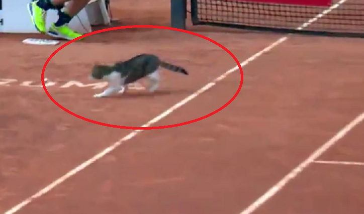 [VÍDEO] Depois da bola gigante, um gato (isso mesmo) invadiu o court em Roma