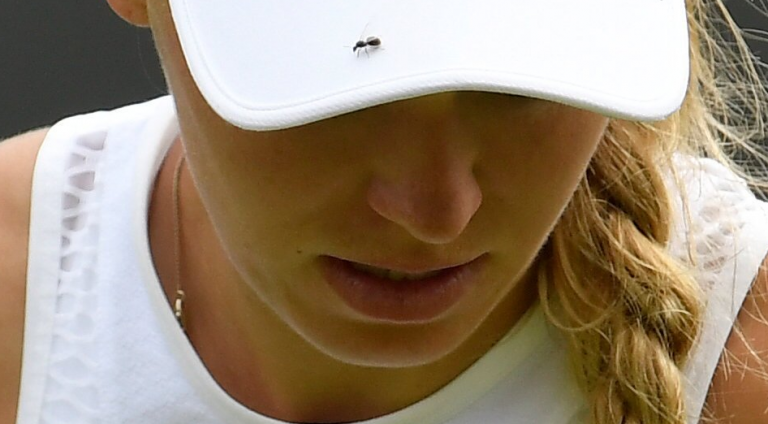 Wozniacki irritada… com os mosquitos: «Não vi aqui para comer insetos»