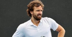 gulbis