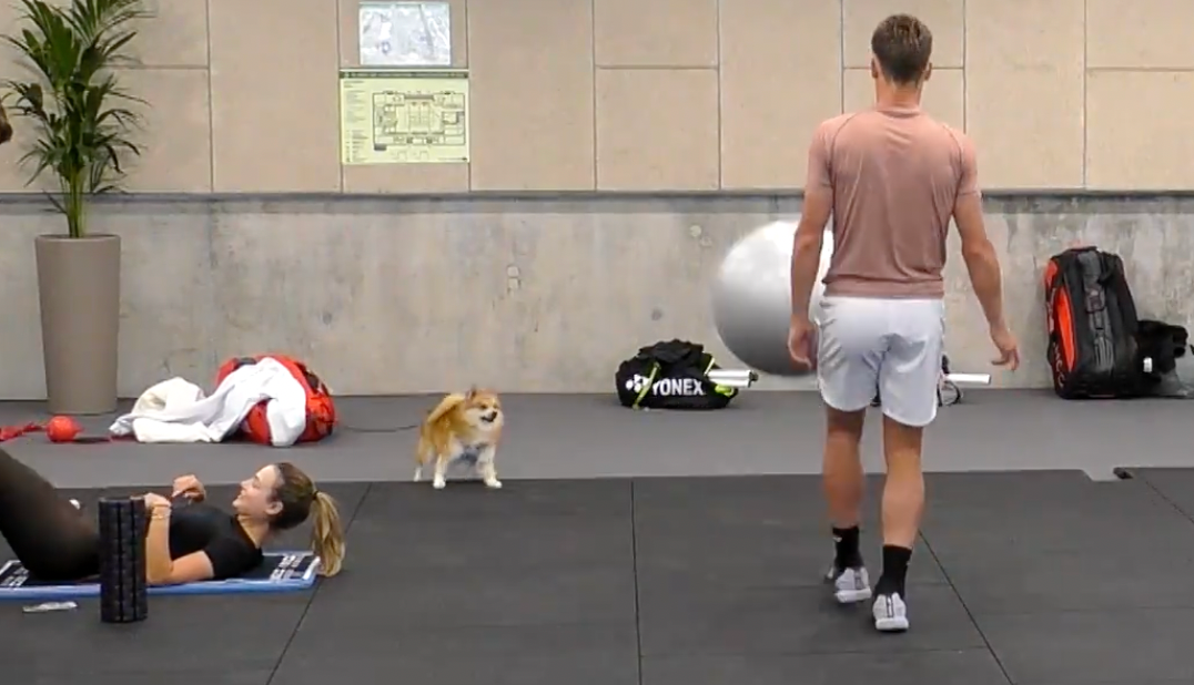 [VÍDEO] Cão vira estrela e ‘acompanha’ treinos das estrelas no ginásio em Madrid